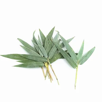 60pcs Pressionado Secas de Bambu Verde Folhas+Caule da Flor de Plantas do Herbário Para a Jóia iPhone Caso de Telefone do Quadro de Fazer Acessórios