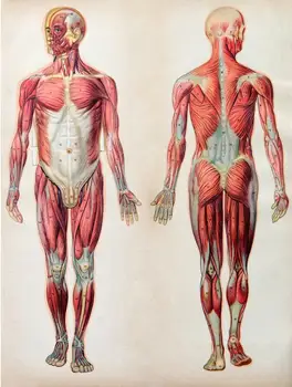 Corpo humano Anatomia Músculos Filme de Arte Imprimir de Seda Cartaz Decoração Home da Parede 24x36inch